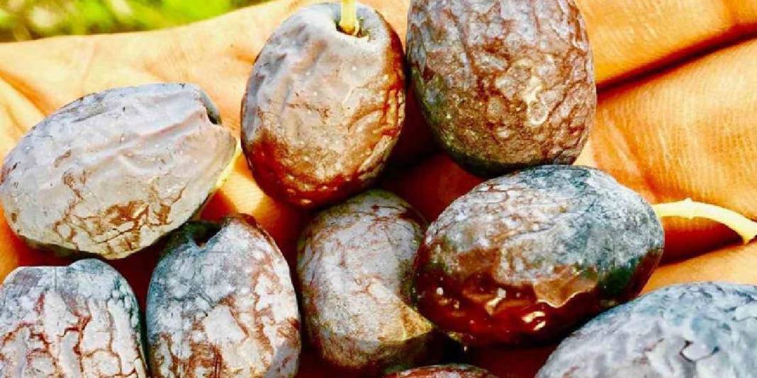 Doğanın sunduğu lezzet özenle toplanıyor! Özel Furma Zeytininde hasat heyecanı: İşlem görmeden, tazecik tüketiliyor 3